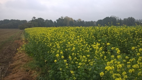 Des insectes et des fleurs, la clé pour optimiser la production agricole ? | SCIENCES DU VEGETAL | Scoop.it