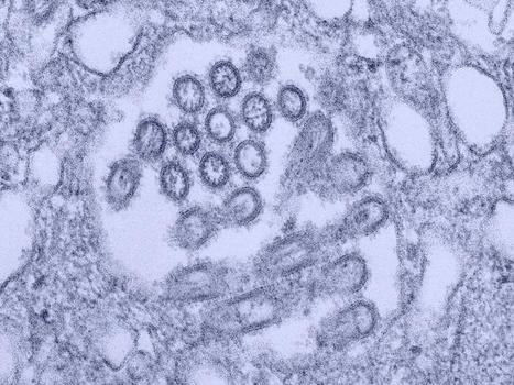 The Man Who Tracks Viruses Before They Spread | Virology News | Scoop.it