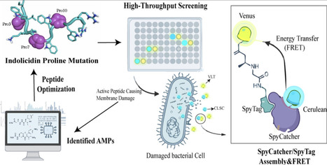 A Live-Cell Fluorescence High-Throughput Screening Method for Antimicrobial Peptides Based on the SpyTag/SpyCatcher System | acs | RMH | Scoop.it