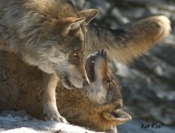 Les accouplements vont commencer | Loup | Scoop.it