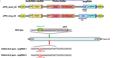 Prime-Editing in Marchantia paleacea: Expanding the Genome-Editing Toolbox in Bryophytes | brvp | RMH | Scoop.it