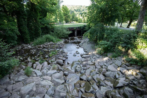 Alsace : coup de chaud mortel pour les poissons dans certains cours d'eau et rivières | Biodiversité | Scoop.it