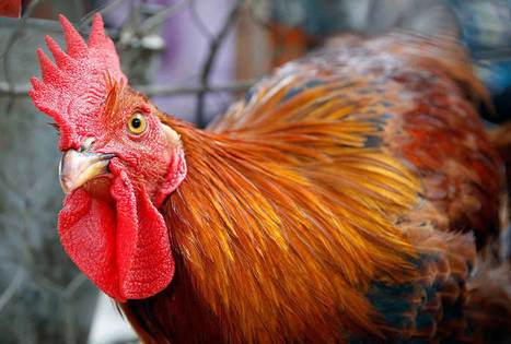 Havana inkivääri lesbo porno