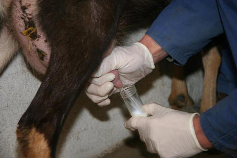 L’Inrae explore les marqueurs du stress nutritionnel dans le lait | SCIENCES DE L' ANIMAL | Scoop.it