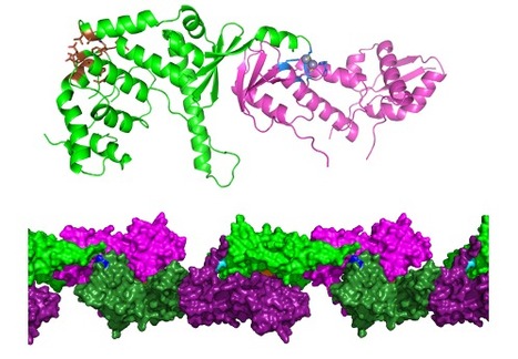 Molecular basis of the “scissors” mechanism involved in meiotic recombination and DNA repair | I2BC Paris-Saclay | Scoop.it