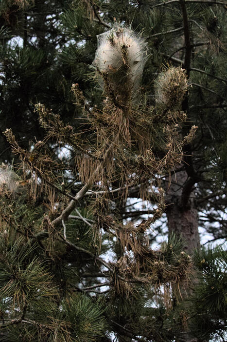 Le changement climatique pousse la chenille processionnaire jusqu&rsquo;au nord de la France | Toxique, soyons vigilant ! | Scoop.it