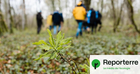 &laquo;&nbsp;Il faut changer notre regard&nbsp;&raquo;&nbsp;: en Lorraine, une association promeut des for&ecirc;ts en libre &eacute;volution | Reporterre | La SELECTION du Web | CAUE des Vosges - www.caue88.com | Scoop.it