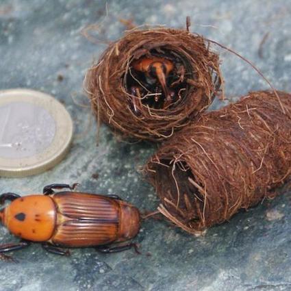 Montpellier : forte prolif&eacute;ration d'un insecte ravageur en Languedoc -Roussillon | EntomoNews | Scoop.it