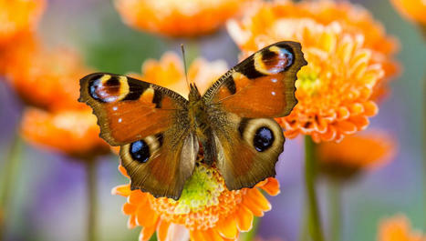 Pourquoi les papillons sont-ils beaux ? : épisode du podcast Les p'tits bateaux au jardin | Variétés entomologiques | Scoop.it