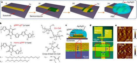 Vertical organic electrochemical transistors for complementary circuits | SynBioFromLeukipposInstitute | Scoop.it