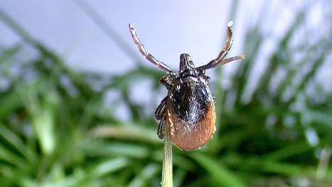 La maladie de Lyme - Danger réel ou imaginaire ? | Insect Archive | Scoop.it