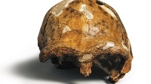 How China is rewriting the book on human origins | Aux origines | Scoop.it