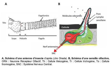 [Recherche] Le Nez en l'Air : Introduction à l'olfaction chez les insectes | EntomoNews | Scoop.it