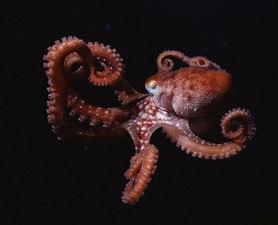 Deep-Sea Camouflage Switcheroo | Science News | Scoop.it