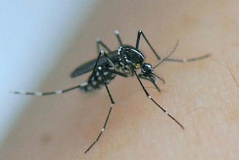 Occitanie : le réchauffement climatique et les voyages favorisent l'augmentation constante du nombre de cas de dengue | Variétés entomologiques | Scoop.it