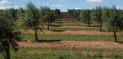 PORTUGAL: Olive production drops 25% this campaign | CIHEAM Press Review | Scoop.it