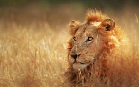 Costa Rica : Les Zoos fermés et les animaux relâchés pour enrichir la biodiversité - CitizenPost | Ces infos qui nous font du bien | Scoop.it