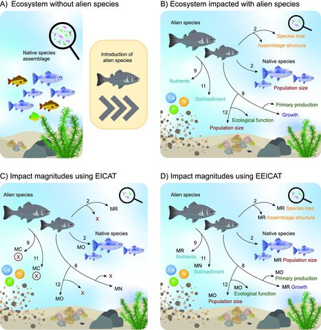 Derri&egrave;re les invasions biologiques, un remodelage silencieux des &eacute;cosyst&egrave;mes | Life Sciences Universit&eacute; Paris-Saclay | Scoop.it