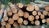 Chinese, Korean lumber company officials visit Idaho, Montana | Timberland Investment | Scoop.it
