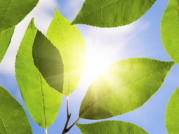 Debut of the first practical 'artificial leaf' | Home | Scoop.it