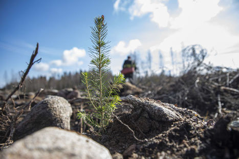 Metsässä on sama ongelma kuin marjatiloilla – kroaatit istuttavat kuusimetsää, koska kausityö ei kiinnosta suomalaisia | Yle Uutiset | yle.fi | 1Uutiset - Lukemisen tähden | Scoop.it