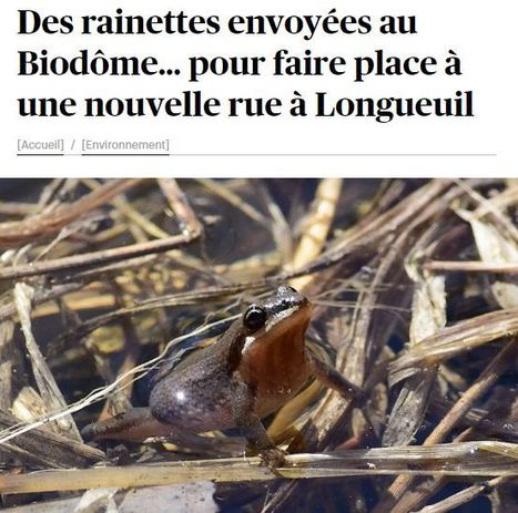 https://www.ledevoir.com/environnement/811066/longueuil-capture-rainettes-faux-grillon-pour-prolonger-rue | Ils parlent de nous ! | Scoop.it