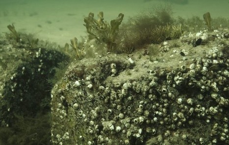 Kermainen pillua lesbo