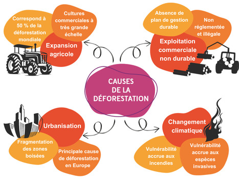 Les forêts sont confrontées à de nombreuses menaces qui compromettent leur biodiversité et leur fonctionnement | SCIENCES DU VEGETAL | Scoop.it