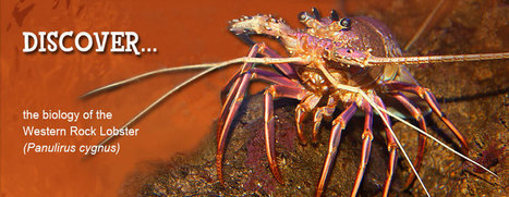 Naturaliste Marine Discovery Centre | Sustainability resources for the Australian Curriculum | Scoop.it