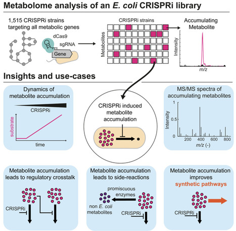 The metabolome of an E. coli CRISPRi library identifies benefits of minimal metabolite levels and targets for engineering | csys | RMH | Scoop.it