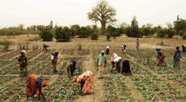 S&eacute;n&eacute;gal : un programme de 261 millions $ pour acc&eacute;l&eacute;rer la souverainet&eacute; alimentaire | Revue de Presse Afrique francophone par Service International de CCI Normandie | Scoop.it