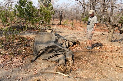 High Above, Drones Keep Watchful Eyes on Wildlife in Africa | Remotely Piloted Systems | Scoop.it