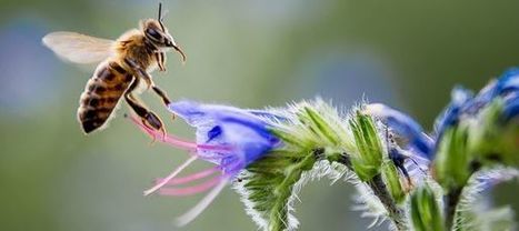 Les villes, refuges pour les insectes pollinisateurs | MOVUS  Movement for a Sustainable Uruguay | Scoop.it