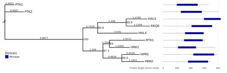 The NPR/Hal family of kinases in S. cerevisiae and other yeasts | iBB | Scoop.it
