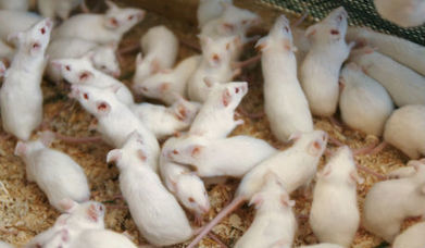 L’hybride mi-homme mi-animal : une catastrophe génétique | Bioéthique & Procréation | Scoop.it
