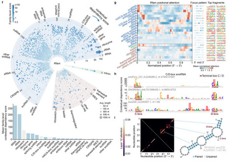 RiboGRAM learns multi-scale non-coding RNA grammar for structural and regulatory inference | brvai | RMH | Scoop.it