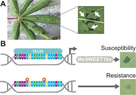 Improving cassava bacterial blight resistance by editing the epigenome - Nature Comms. | TAL effector science | Scoop.it