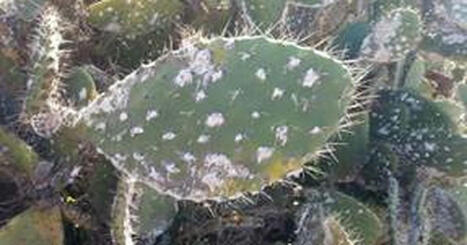 Cochenille du cactus, cet insecte qui a dévasté plus de 15 000 hectares de cultures de cactus au Maroc ces dernières années | EntomoNews | Scoop.it