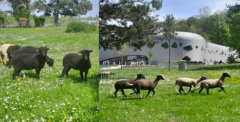 Trop chou : les plus petits moutons d’Europe tondent la pelouse du campus de Mulhouse | Alsace Actu | Scoop.it