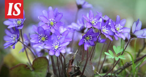 Testaa, saatko 12/12 huhtikuu-aiheisessa visassa! | 1Uutiset - Lukemisen t&auml;hden | Scoop.it
