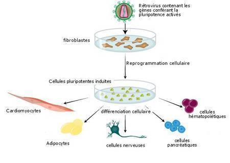 Les cellules souches pour sauver des espèces en danger... voire éteintes | Biodiversité - @ZEHUB on Twitter | Scoop.it