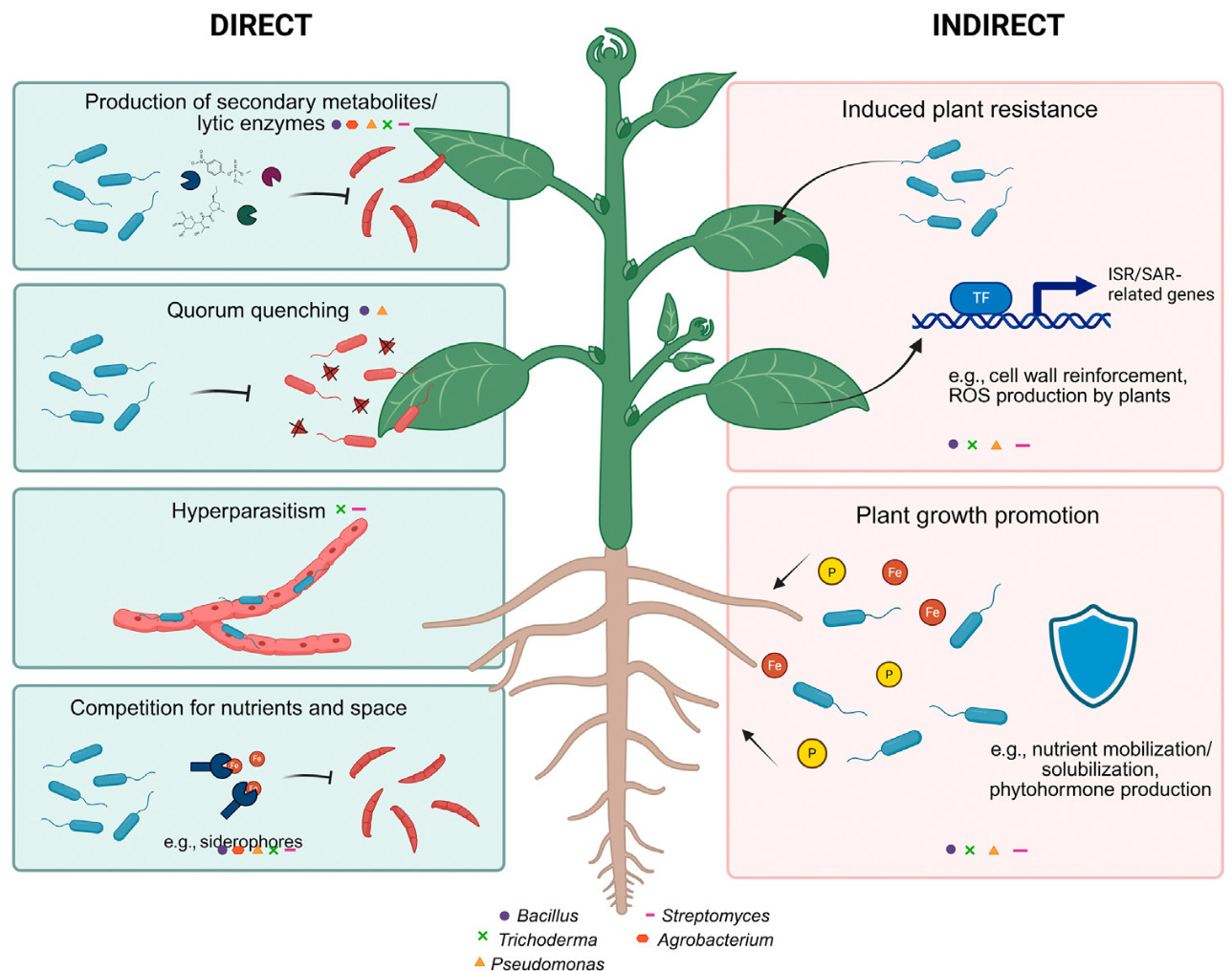 Licensed to protect: microbial biocontrol chall...