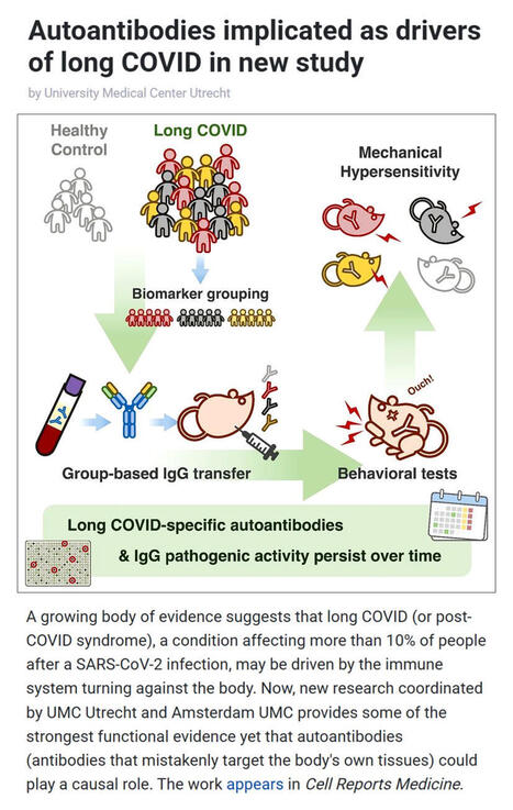 #longcovid #autoimmunity #immunesystem #sarscov2 #infection #biology #antibodies | Melvin Sanicas | AUTOIMMUNITY | Scoop.it