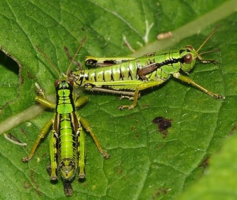 Biodiversité d'Auvergne & Limousin | Insect Archive | Scoop.it