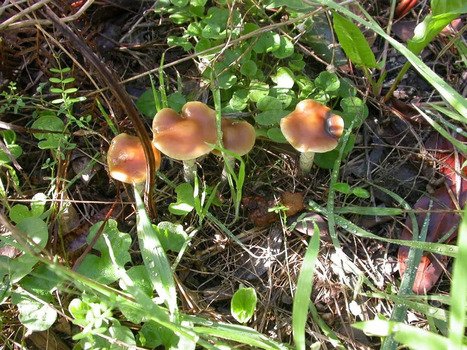 Armas qu&iacute;micas del bosque por qu&eacute; los hongos alucin&oacute;genos podr&iacute;an haber evolucionado para defenderse de los insectos &ndash; Criminolog&iacute;a | Religiones. Una visi&oacute;n cr&iacute;tica | Scoop.it