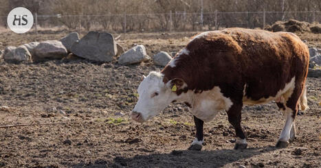 Helsinki myy Haltialan kotiel&auml;intilan | HS.fi | 1Uutiset - Lukemisen t&auml;hden | Scoop.it