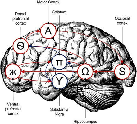 Vers une anatomie computationnelle des troubles neuropsychiatriques différenciant synaptopathies et pathologies lésionnelles ? | Life Sciences Université Paris-Saclay | Scoop.it