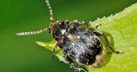 Comment piéger les insectes ravageurs sans pesticides | EntomoNews | Scoop.it