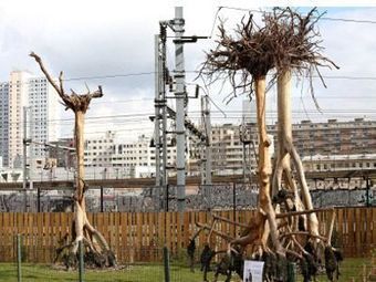 A Paris, des tilleuls sont tomb&eacute;s sur la t&ecirc;te ! | D&eacute;couvrir, se former et faire | Scoop.it