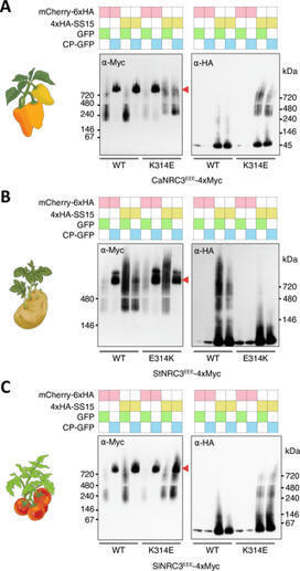 PLoS Genet: Helper NLR immune protein NRC3 evolved to evade inhibition by a cyst nematode virulence effector (2025) | Publications from The Sainsbury Laboratory | Scoop.it